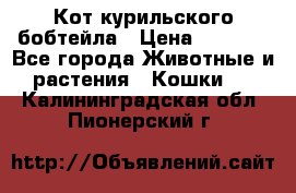 Кот курильского бобтейла › Цена ­ 5 000 - Все города Животные и растения » Кошки   . Калининградская обл.,Пионерский г.